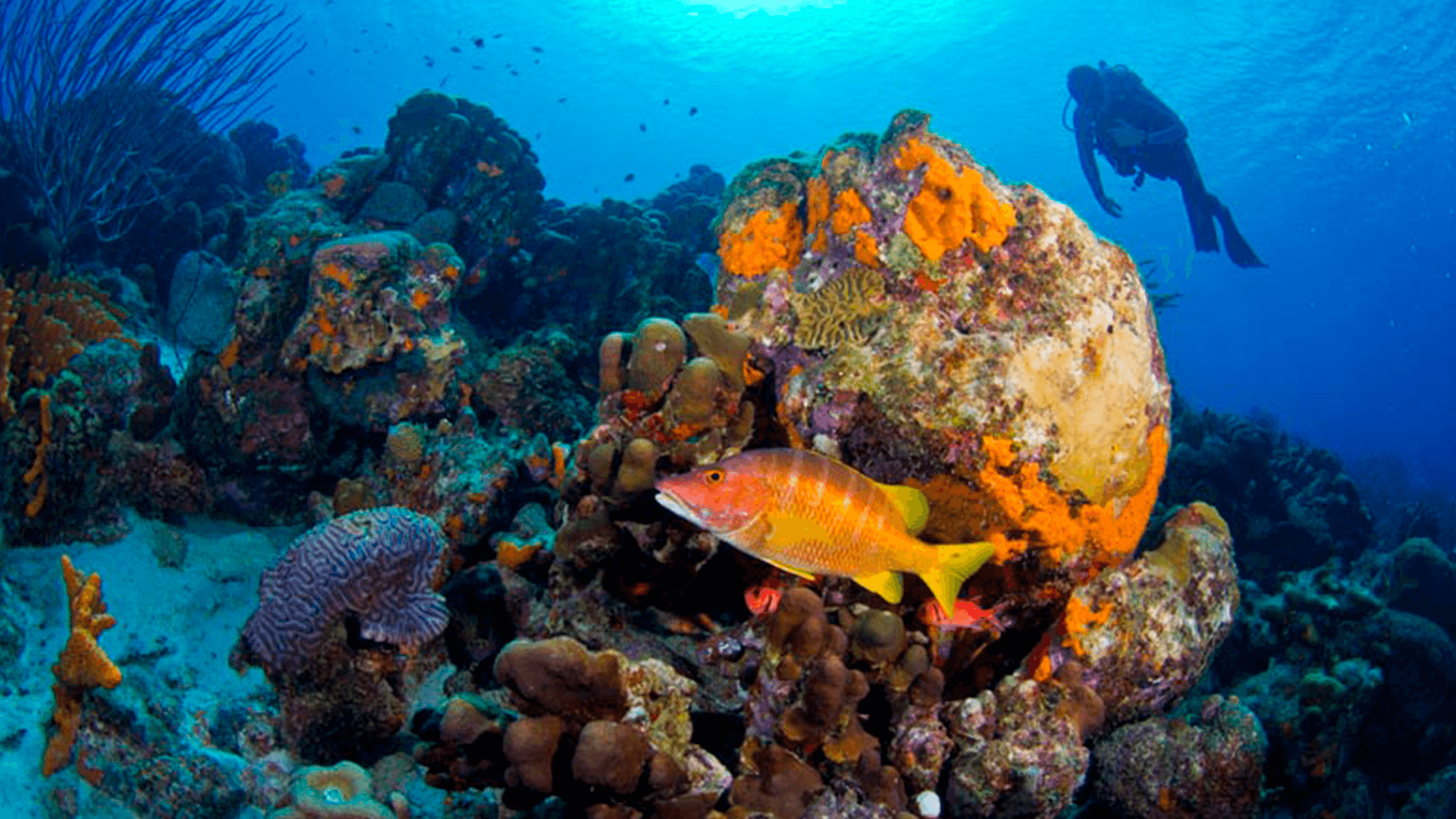 Bonaire - Grupperejse 17. november 2026