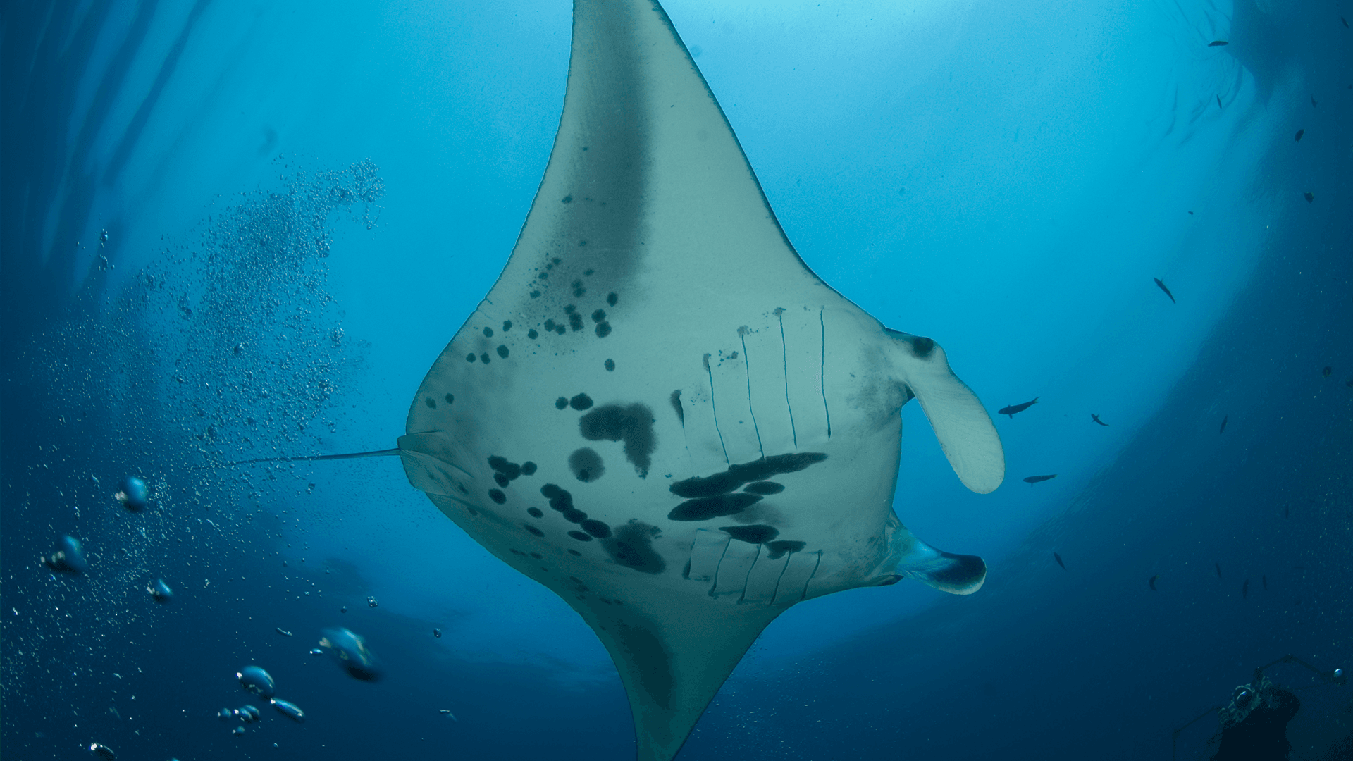 Indonesien - Raja Ampat - Grupperejse 2. Februar 2028